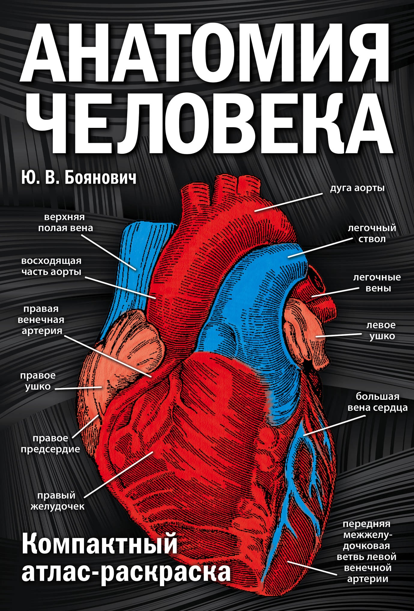 Анатомия человека: компактный атлас-раскраска, книга по медицине и фитнесу, иллюстрированная учебная книга от SOVABOOKS