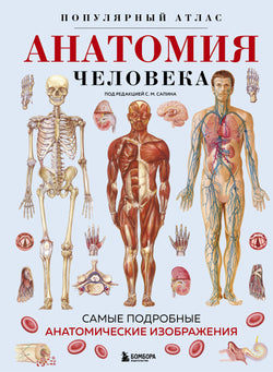 Книга Анатомия человека. Популярный атлас. Самые подробные анатомические изображения - Котова С.В.-пер. | SOVABOOKS