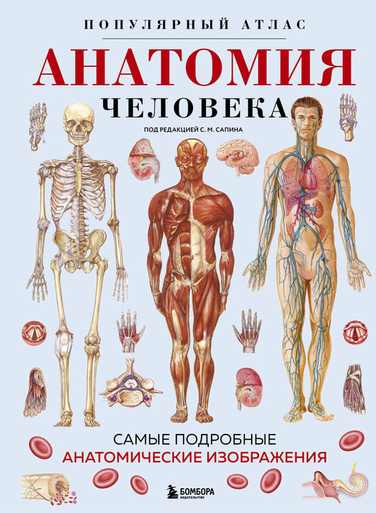 Книга Анатомия человека. Популярный атлас. Самые подробные анатомические изображения - Котова С.В.-пер. | SOVABOOKS