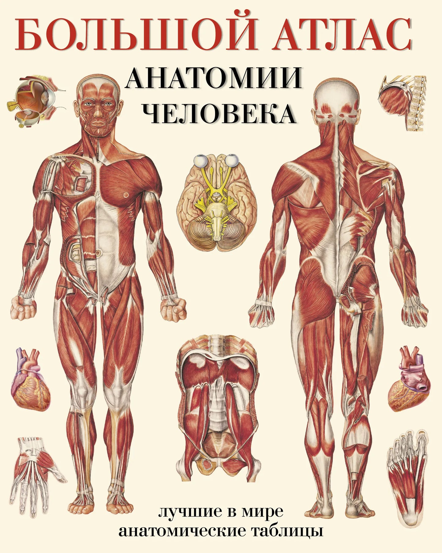 Книга "Большой атлас анатомии человека" Sovabooks, российский учебник по медицине и анатомии, изображение обложки.