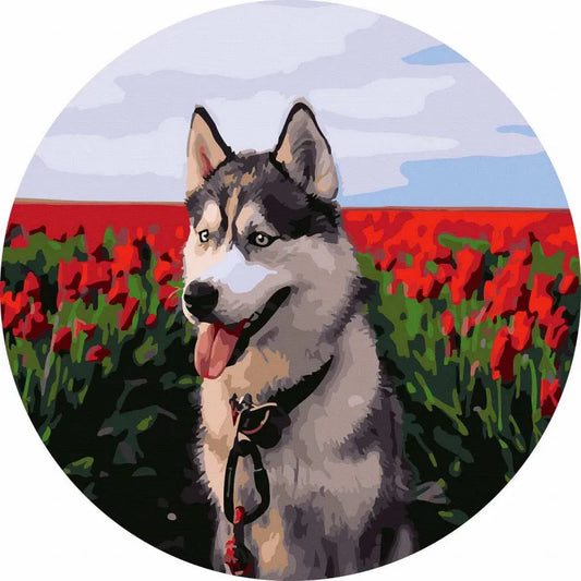 Круглая картина по номерам Хаски в тюльпановом поле