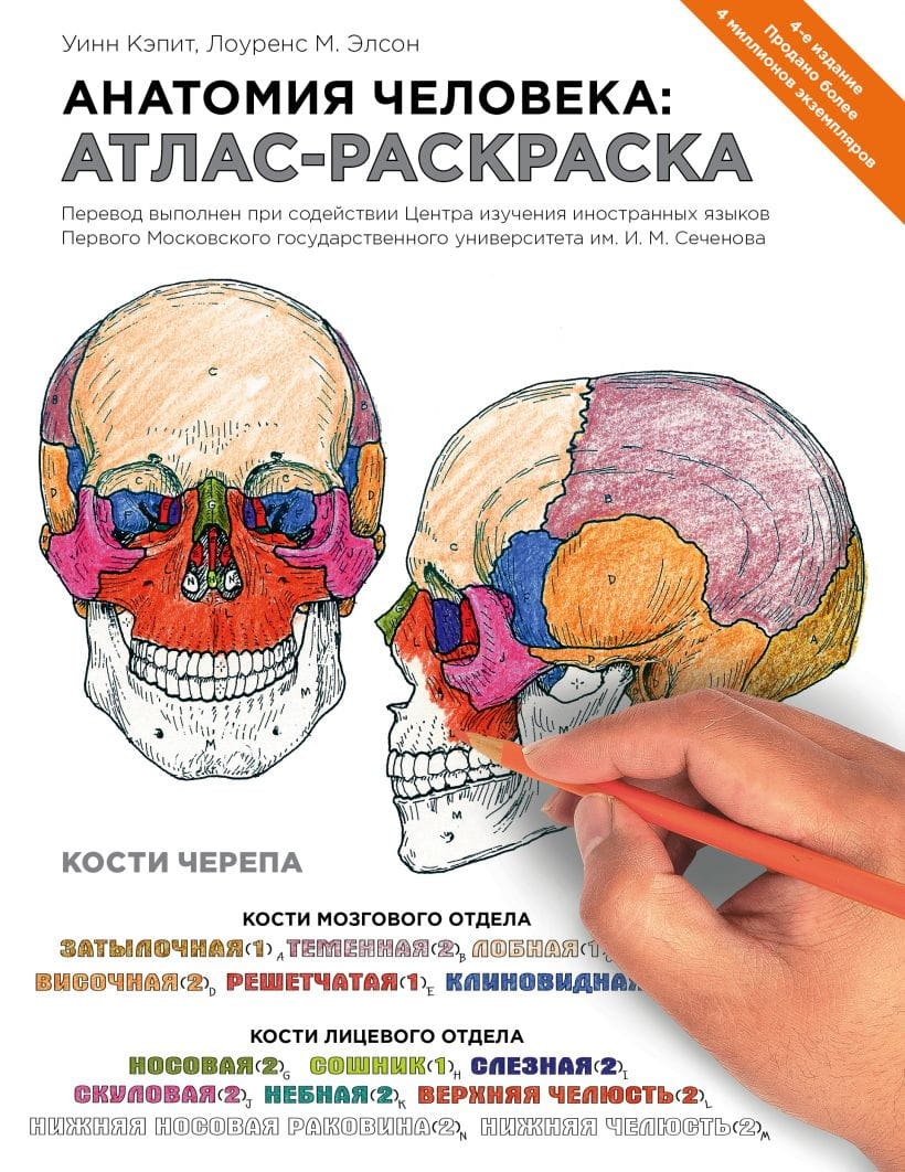 Анатомия человека: атлас-раскраска изображение страниц с анатомическими схемами для обучения и раскрашивания