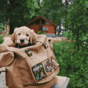 Книга Картина по номерам Щенок в рюкзаке - nan | SOVABOOKS