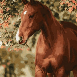 Книга Картина по номерам Лошадка - nan | SOVABOOKS