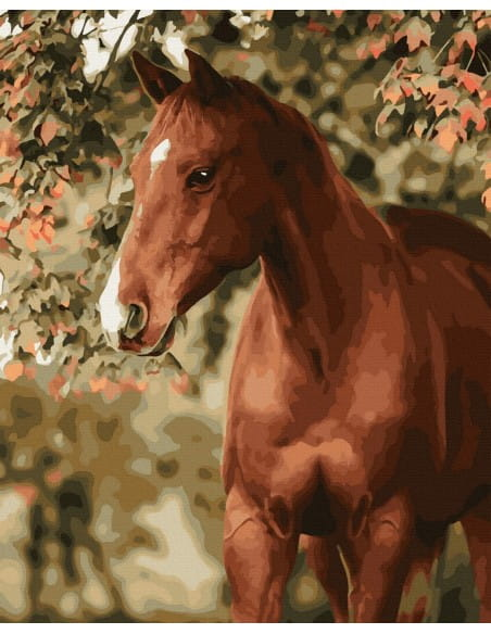 Книга Картина по номерам Лошадка - nan | SOVABOOKS