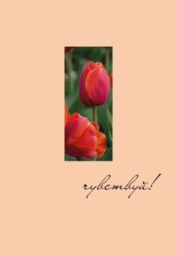 Книга Чувствуй! Ежедневник недатированный (А5, 72 л.) - - | SOVABOOKS