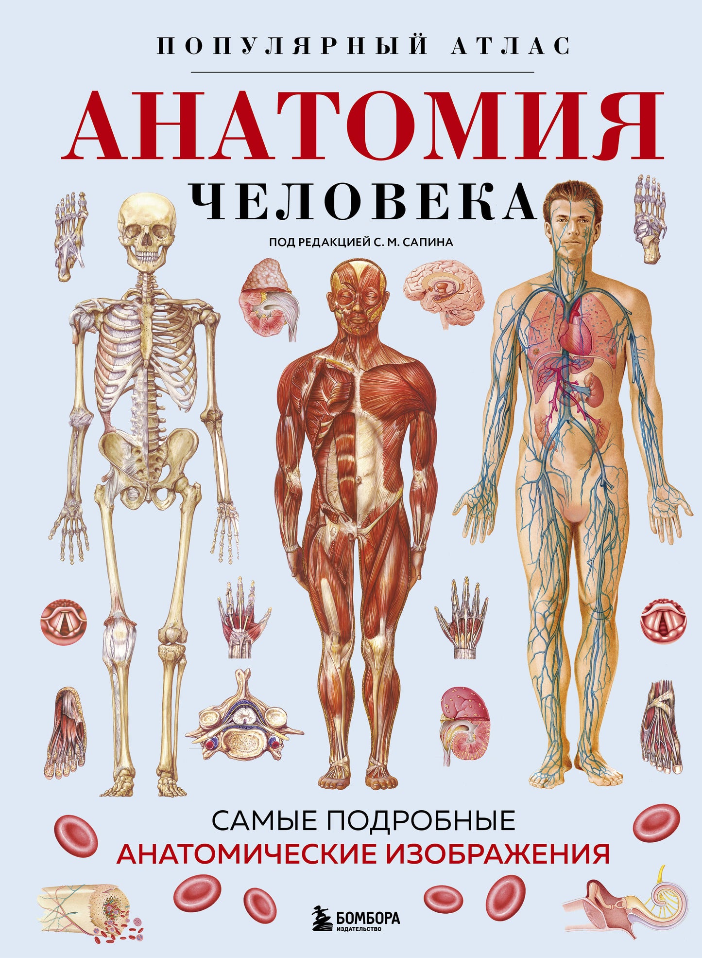 Анатомия человека. Популярный атлас от SOVABOOKS с подробными анатомическими изображениями человеческого тела.